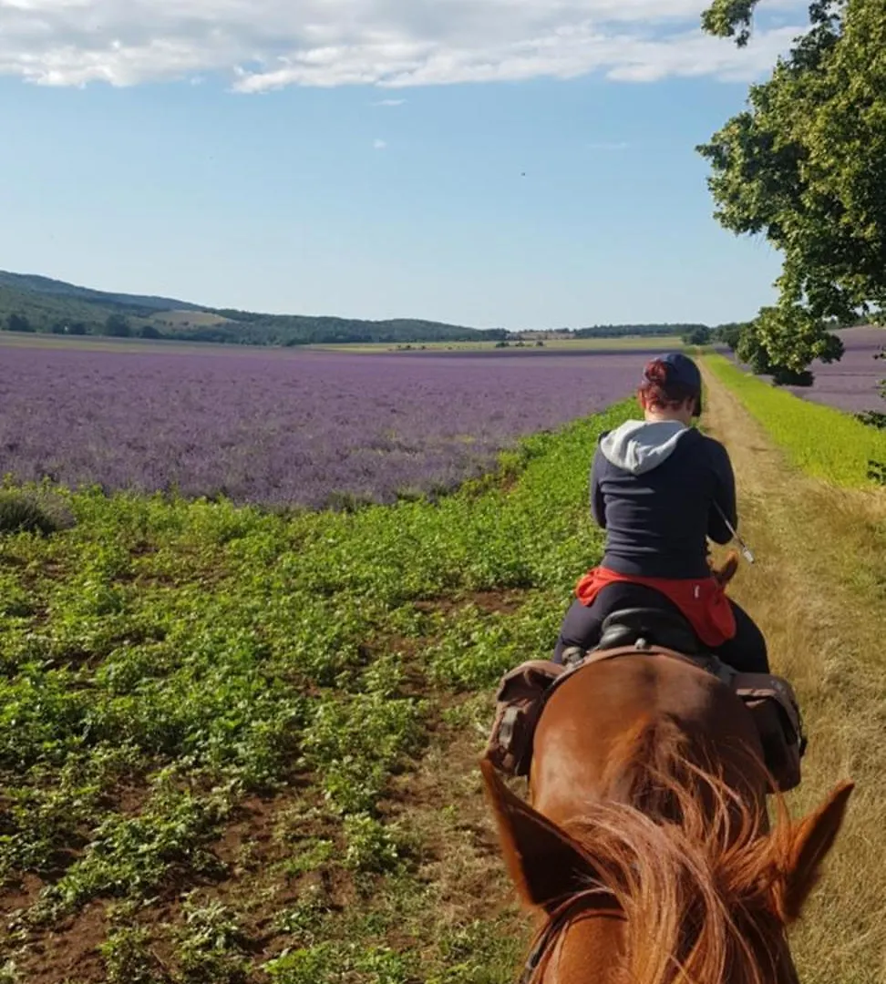 Konukevi Entre Ventoux Et Luberon Chambre D'Hote Sault-de-Vaucluse